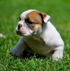 AKC-ENGLISH-BULLDOG-PUPPIES-LIFETIME-HEALTH-GUARANTEE-