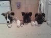 The-champions-are-here-Pedigree-Akita-puppies-